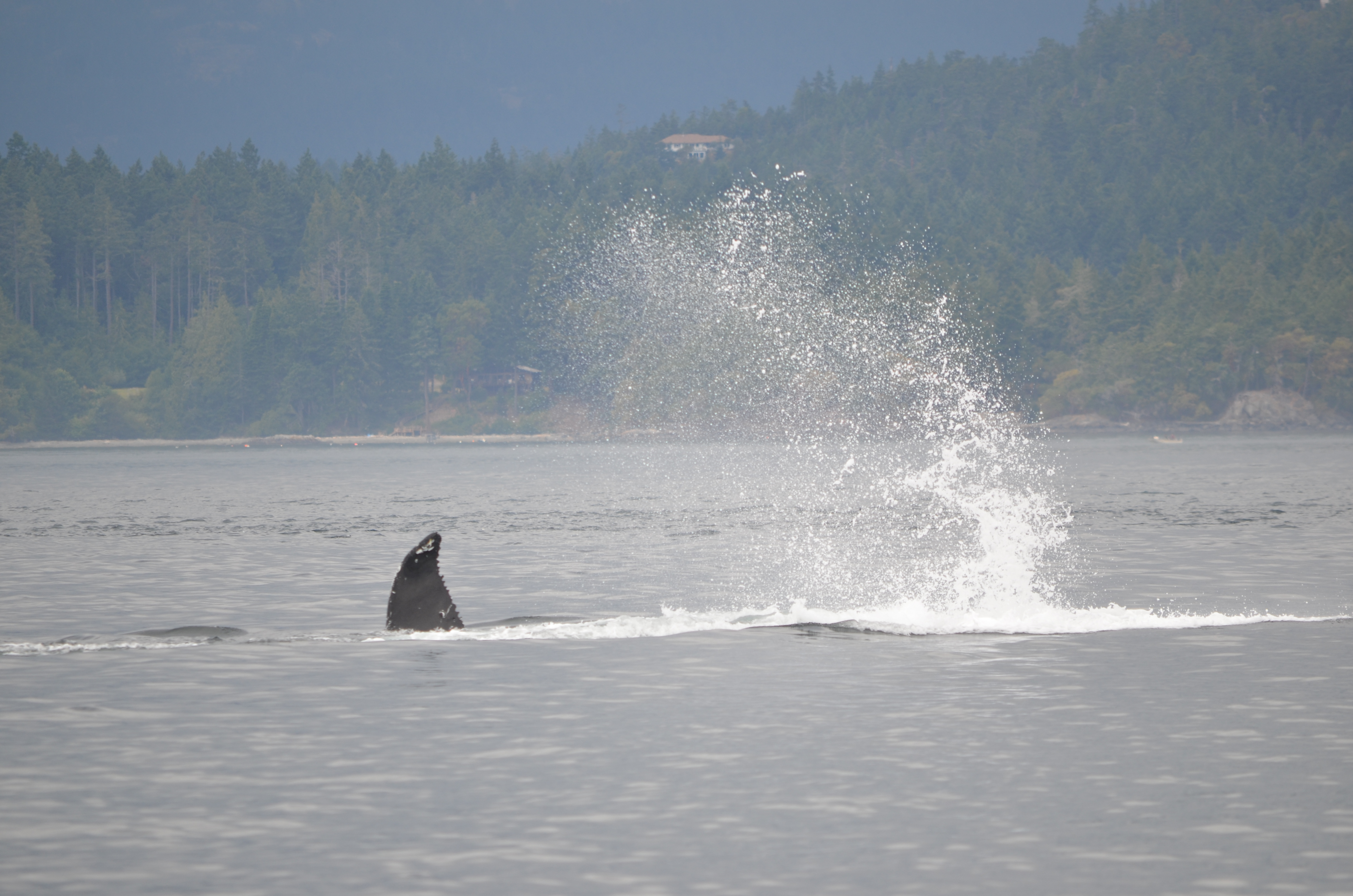 photos/wildlife/Mammal_Species/Humpback Whale/DSC_0213.JPG